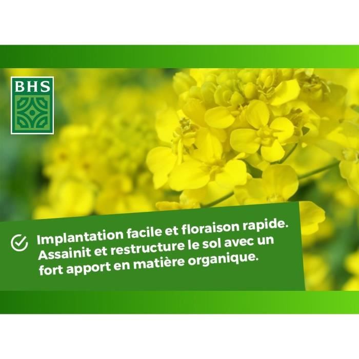 Engrais Verts - BHS - Moutarde Blanche 500g | 100 m² | Améliore et désinfecte les sols pour une meilleure fertilité.