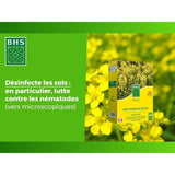 Engrais Verts - BHS - Moutarde Blanche 500g | 100 m² | Améliore et désinfecte les sols pour une meilleure fertilité.