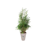 ELHO Pot de fleurs rond Loft Urban Haut 42 - Gris - Ř 42 x H 56 cm - Extérieur