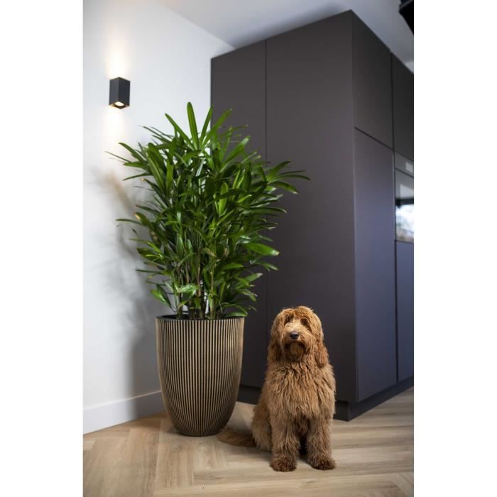 CAPI EUROPE Vase élégant GROOVE - 34x46 cm - Noir et doré - Résistant aux intempéries