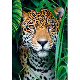 Puzzle 500 pieces + poster : Jaguar dans la jungle