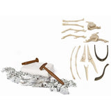 Clementoni - Science & Jeu - ArchÈo Ludic - PtÈranodon