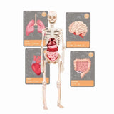 Clementoni - Sciences et jeu - L'histoire de la vie sur Terre - RÈalitÈ Virtuelle - Plus de 50 expÈriences - FabriquÈ en Italie