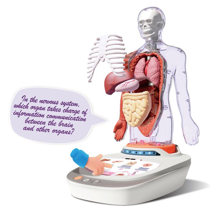 Canal Toys - So Science - Le corps humain interactif 3D avec organes amovibles et quiz éducatif - COS 005