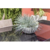 Pot vasque Ř 40 cm - EDA - Graphit Up - 14,9 L - Intérieur/ Extérieur - Décor Graphique - Ř 40 x H. 16,5 cm - Blanc Cérusé