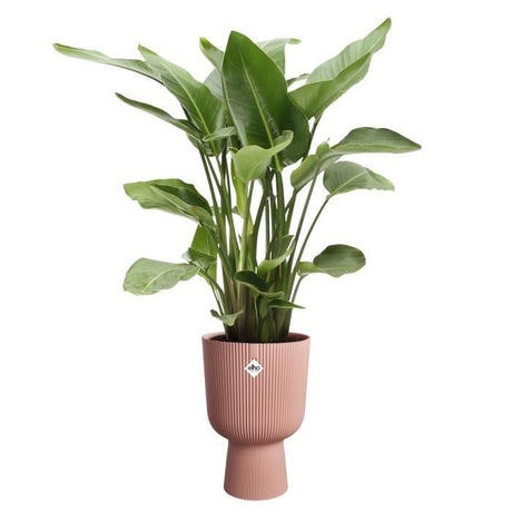 ELHO Pot de fleurs Vibes Fold Coupe - Rose - Ř 29.5 x H 45 cm - Intérieur - 100% recyclé