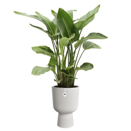 ELHO Pot de fleurs Vibes Fold Coupe - Blanc - Ř 29.5 x H 45 cm - Intérieur - 100% recyclé