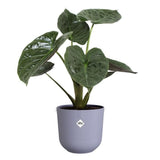 ELHO Pot de fleurs Jazz Rond - Violet - Ø 29.5 x H 27 cm - Intérieur - 100% recyclé