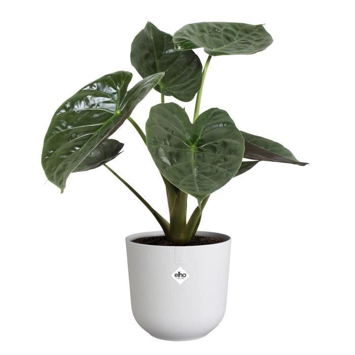 ELHO Pot de fleurs - Jazz Rond - Blanc - L 35 x B 34.5 x H 32 cm - Intérieur - 100% recyclé