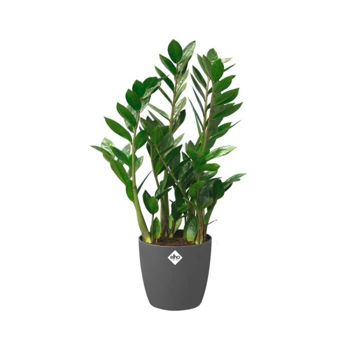 ELHO Pot de fleurs rond Brussels avec roues - Ø 39 x H 37 cm - Intérieur - 100% recyclé - Noir