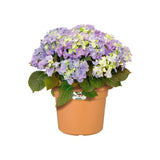 ELHO Pot de fleurs Rond GREEN BASICS - Plastique  - Ø38,8 x H30 cm - Terre cuite doux