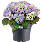 ELHO Pot de fleurs Rond GREEN BASICS - Plastique  - Ø43,8 x H33,8 cm - Terre cuite doux