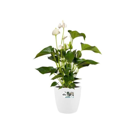 ELHO Pot de fleurs rond Brussels avec roues - Ř 47 x H 44 cm - Intérieur - 100% recyclé - Blanc