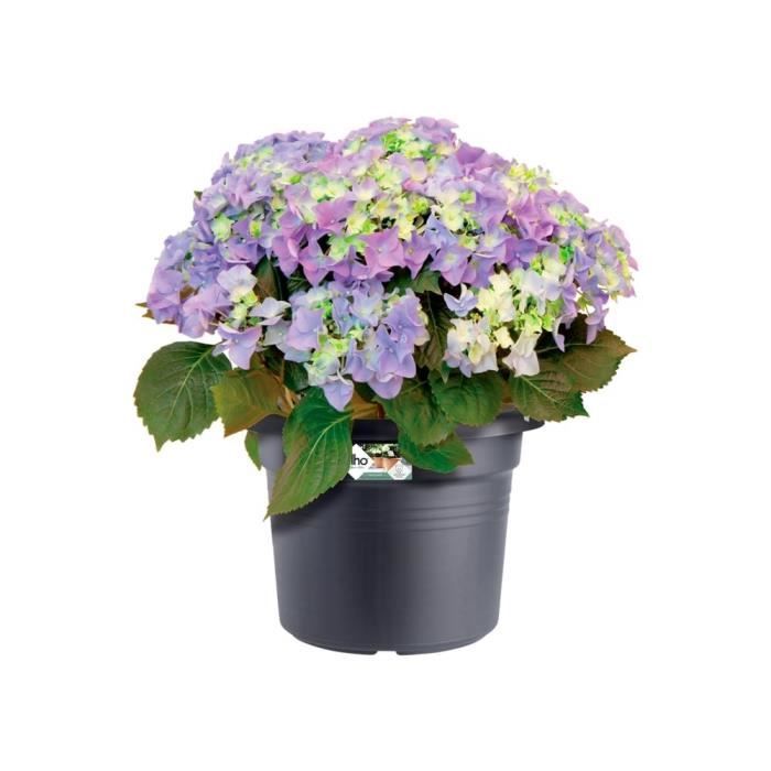 Elho Bac a fleurs Green Basics Cilinder 55 - Noir - ÿ 54 x H 41 cm - extÈrieur - 100% recyclÈ