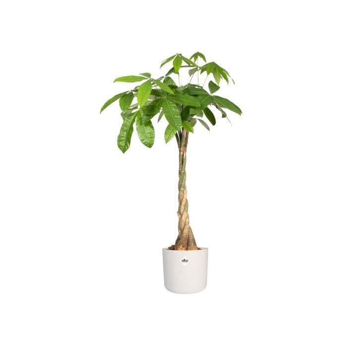 Pot De Fleurs Rond B.FOR - Plastique - ÿ25 - Blanc - Elho