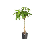 ELHO Pot de fleurs rond B.FOR Soft - Plastique - Ř29,5 x H 27,6 cm - Anthracite