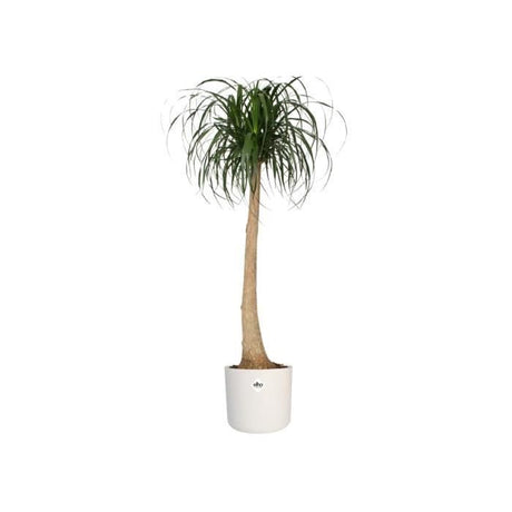 ELHO Pot de fleurs rond B.for Soft 35 - Ř 35 x H 32 cm - Intérieur - 100% recyclé - Blanc
