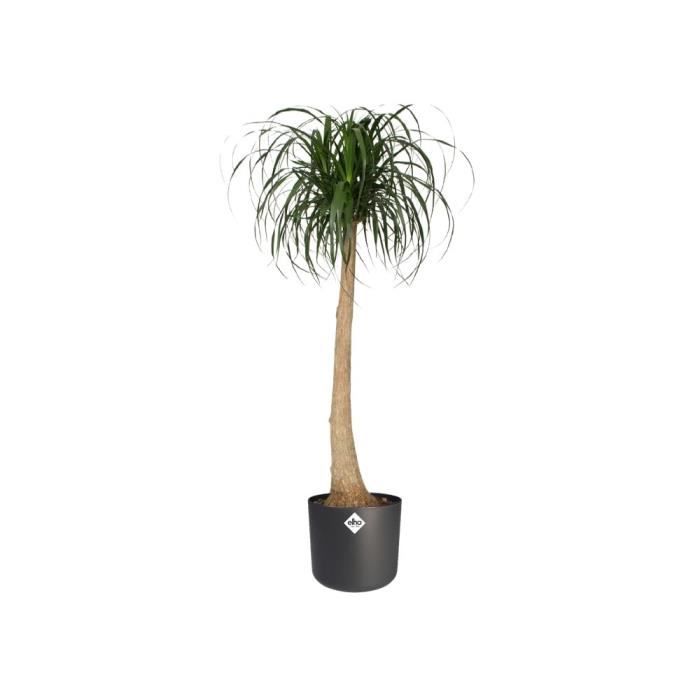 ELHO Pot de fleurs rond B.for Soft - Noir - Ø 35 x H 32 cm - Intérieur - 100% recyclé