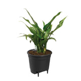 ELHO Pot de fleurs Self-watering Insert 28 living - Ř27,7 x H25,5 cm - Noir