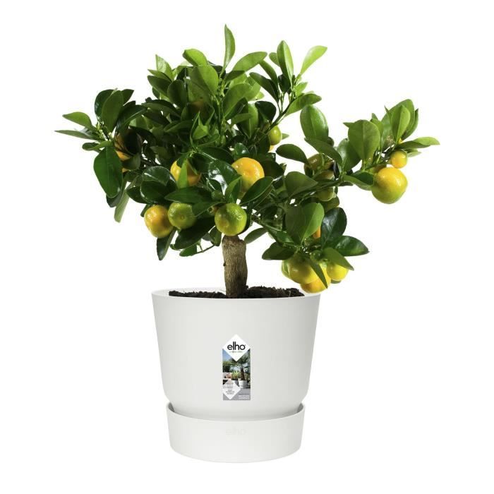 ELHO Pot de fleurs rond Greenville 25 - ExtÈrieur - ÿ 24,48 x H 23,31 cm - Blanc