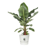 ELHO Pot de fleurs rond Greenville 40 - Extérieur - Ř 39 x H 36,8 cm - Blanc