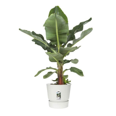 ELHO Pot de fleurs rond Greenville 40 - Extérieur - Ř 39 x H 36,8 cm - Blanc