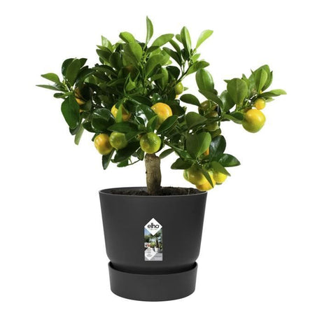 ELHO Pot de fleurs rond Greenville 25 - Extérieur - Ř 24,48 x H 23,31 cm - Vivre noir