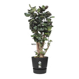 ELHO Pot de fleurs rond Greenville - Ř 47 x H 44 cm - Extérieur - 100% recyclé - Noir