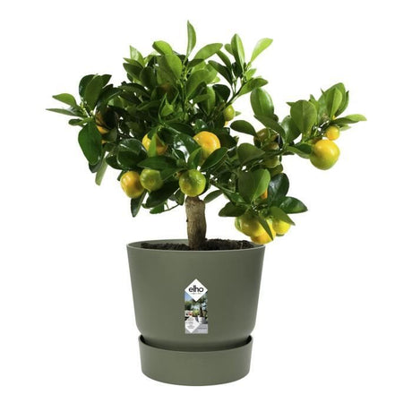 ELHO Pot de fleurs rond Greenville 25 - Extérieur - Ř 24,48 x H 23,31 cm - Vert feuille