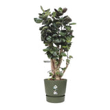 ELHO Pot de fleurs rond Greenville 47 - Extérieur - Ř 47 x H 44,1 cm - Vert feuille