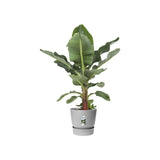 ELHO Pot de fleurs rond Greenville - Ø 47 x H 44 cm - Extérieur - 100% recyclé - Gris
