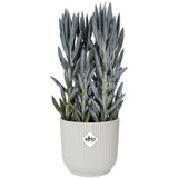ELHO Pot de fleurs Rond VIBES - Ø22 x H20,16 cm - Plastique - Blanc
