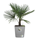 ELHO Pot de fleurs  Greensense Aqua Care Carré 38 - Ciment Clair - Intérieur/extérieur - Ø 38 x H 38.9 cm