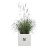 ELHO Pot de fleurs Vivo Next Square 40 - Ø 39 x H 38 cm - Intérieur,Extérieur - 100% recyclé -  Blanc