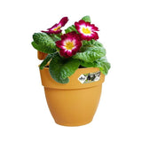 ELHO Pot de fleurs balcon Vibia Campana Easy Hanger Small - 24,1 x 20,5 x H26,5 cm - Jaune - Rond - 2,8 L