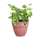 ELHO Pot de fleurs/Balconniere Vibia Campana Easy Hanger Small - Balcon extérieur - L 24.1 x W 20.5 x H 26.5 cm - Rose Poussiere