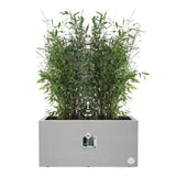 Elho Bac a fleurs Vivo Next Long 60 - L 59 x W 30 x H 29 cm - Intérieur,Extérieur - 100% recyclé - Gris