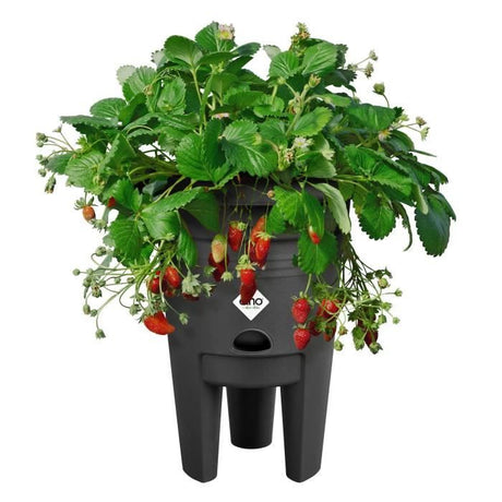 ELHO Pot de culture a fraises Green Basics - Ř 33 x H 42 cm - Culture et récolte,extérieur - 100% recyclé - Noir