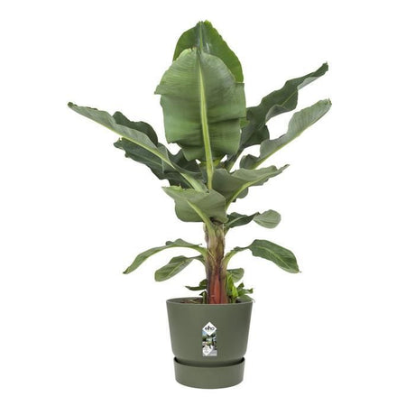 ELHO Pot de fleurs rond Greenville - Ř 55 x H 50 cm - Extérieur - 100% recyclé - Vert