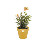ELHO Pot de fleurs B.FOR ORIGINAL rond - 7,9L - Ø 25 x 23 cm - Ocre