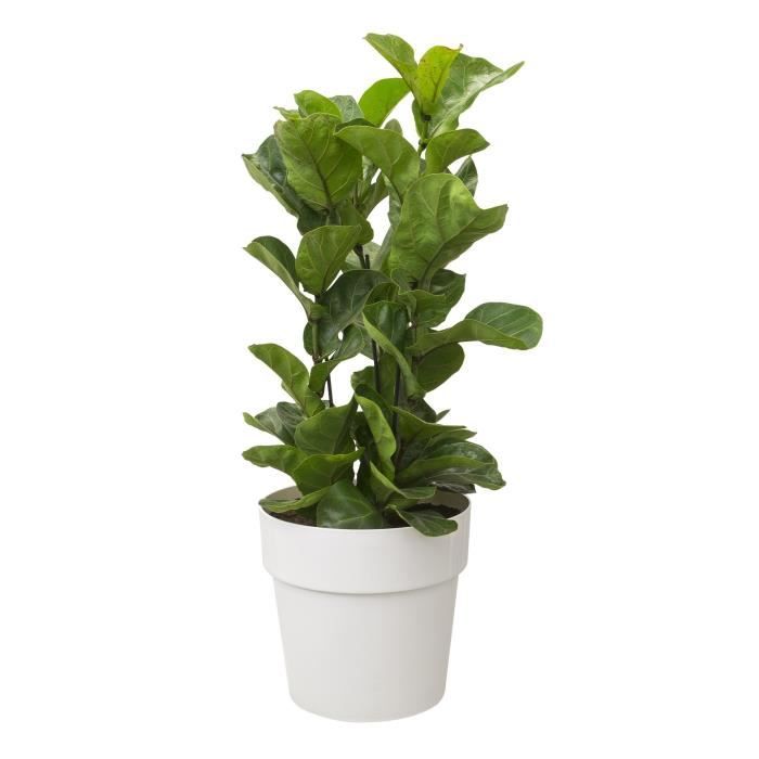 ELHO Pot de fleurs B.FOR ORIGINAL rond avec roues - 21,9L - Ø 35 x H 32 cm - blanc