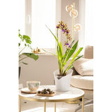 LECHUZA Jardiniere ORCHIDEA ALL-IN-ONE Blanc mat