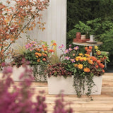 LECHUZA Jardiniere Balconera Color 50 ALL-IN-ONE Blanc 15670