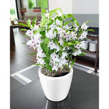 LECHUZA Pot de fleurs - Classico Premium LS 21 - Ø 22 x 20 cm - 3 L - Kit complet - Arrosage automatique - Blanc brillant