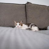 Bandes Stop'Griffes - MUZO - x24 - Transparent - Anti-griffes - Inoffensif pour les animaux