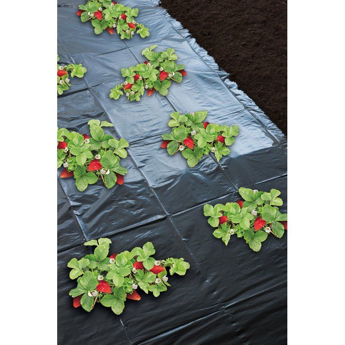 Film paillage fraises -NATURE - 1,4 x 5 m - Ep. 50µ - Noir micro-perforé