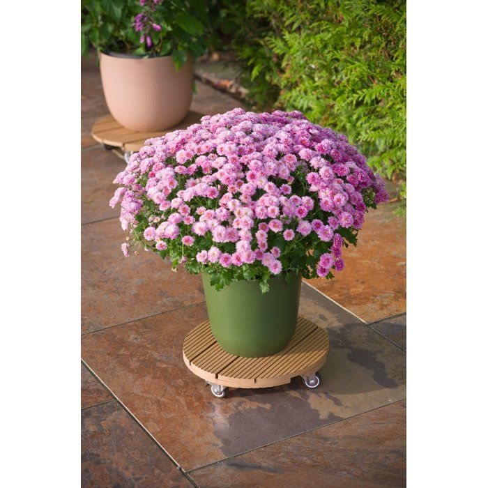 Support de pot à roulettes - NATURE - WPC H7,5 x Ø30 cm - 4 roulettes - Bois