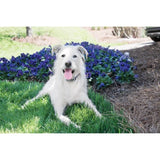 Systeme de Dressage Léger pour Chien PETSAFE 600m - Stimulation Douce, Rechargeable, Étanche