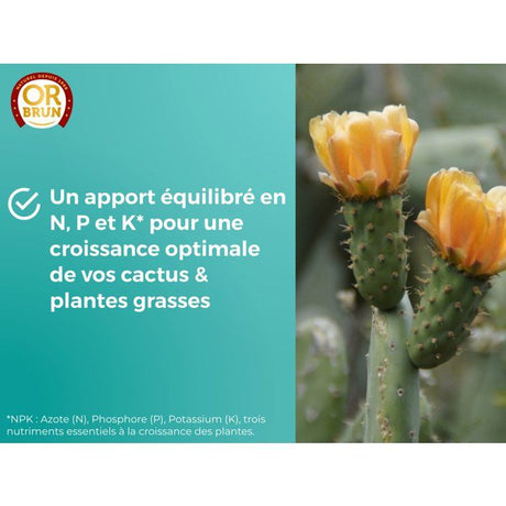 Engrais cactus & plantes grasses - OR BRUN - OBRECLCACTUS250 - 250 ml - Enrichit les plantes - Fabriqué en France