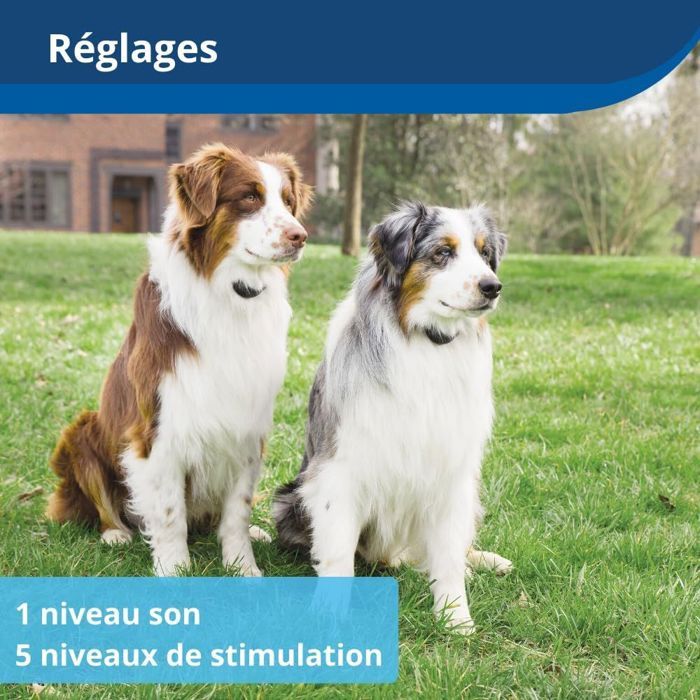 PetSafe - Clôture Anti-fugue Sans Fil Portable et électrique pour Chien Stay & Play avec Collier Anti-Fugue, Rechargeable,Portée 64m